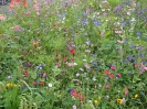 Blumenwiese am 27. Juli - Impressionen