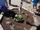 Kartoffeln und Gemüse im Schulgarten pflanzen 21.05.2014_3