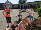 Kartoffeln und Gemüse im Schulgarten pflanzen 21.05.2014_3