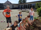 Kartoffeln und Gemüse im Schulgarten pflanzen 21.05.2014