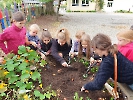 Hochbeet-Ernte und Verkochen