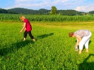 Kräuterwanderung am 18.07.2014 in Saxing