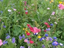 Blumenwiese am 27. Juli - Impressionen