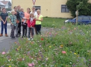 Blumenwiese am 27. Juli - Impressionen