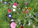 Blumenwiese am 27. Juli - Impressionen
