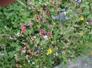 Blumenwiese am 27. Juli - Impressionen