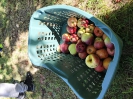Eltern und Kinder genießen Äpfel frisch vom Baum - Teil 2