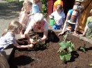 Kartoffeln und Gemüse im Schulgarten pflanzen 21.05.2014