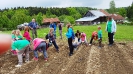 Kartoffelsetzen beim Biobauern Wandl in Steinbruck am 19.05.2016