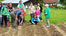 Kartoffelsetzen beim Biobauern Wandl in Steinbruck am 19.05.2016