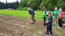 Kartoffelsetzen beim Biobauern Wandl in Steinbruck am 19.05.2016