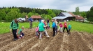 Kartoffelsetzen beim Biobauern Wandl in Steinbruck am 19.05.2016
